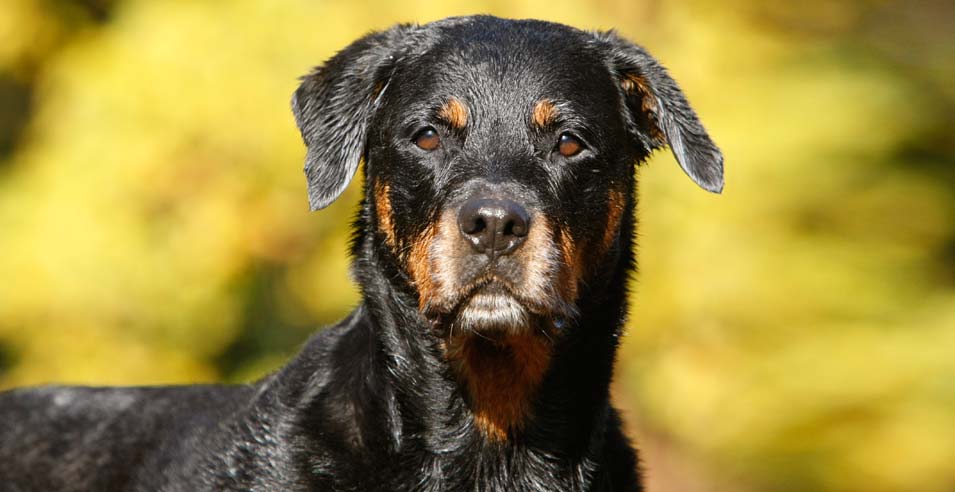 Beauceron im Wasser